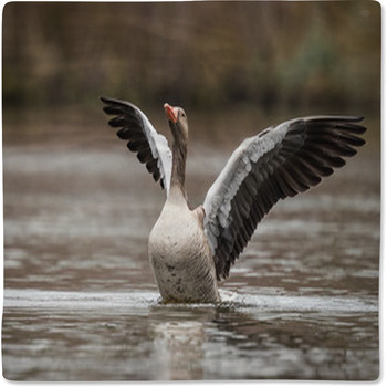 Greylag Goose Baby Blanket