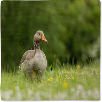 Greylag Goose In Meadow (arenaria Interpres) Baby Blanket