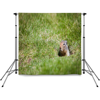 Ground Squirrel. An Inquisitive Pole Pocket Backdrop