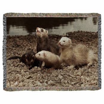 ferret blanket