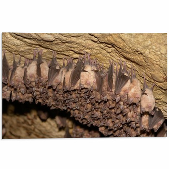 Bat Rugs & Custom Size Floor Mats