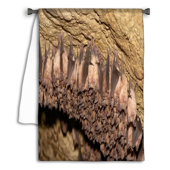 Groups Of Sleeping Bats In Cave - Lesser Towel