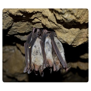 Groups Of Sleeping Bats In Cave (Myotis Blythii) Bath Mat