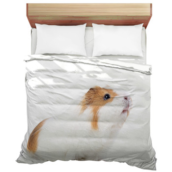 guinea pig bed sheets