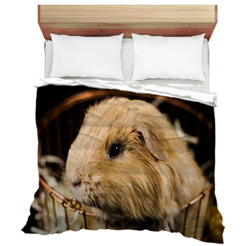 guinea pig bed sheets