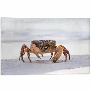 Hairy Leg Mountain Crab, Tachai Island, Thailand Area Rug