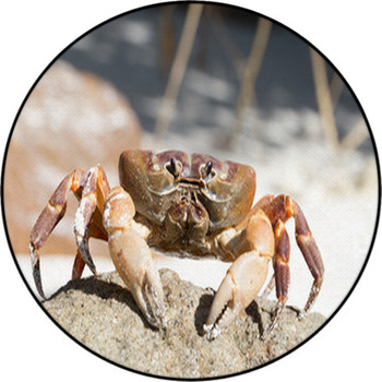 Hairy Leg Mountain Crab, Tachai Island, Round Rug