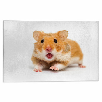 Hamster Rugs