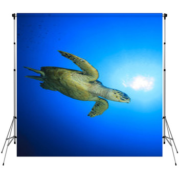 Hawksbill Sea Turtle Custom Size Backdrop