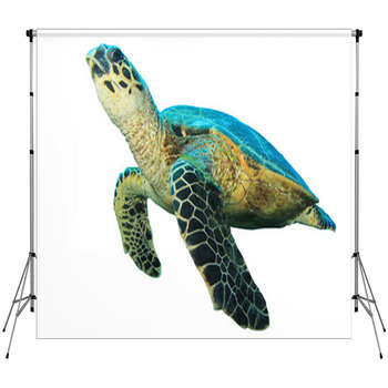 Hawksbill Sea Turtles Isolated On Custom Size Backdrop