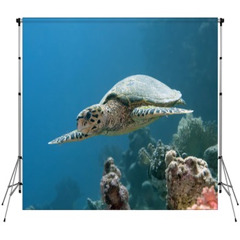 Hawksbill Turtle Custom Size Backdrop