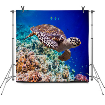 Hawksbill Turtle - Eretmochelys Fleece Backdrop