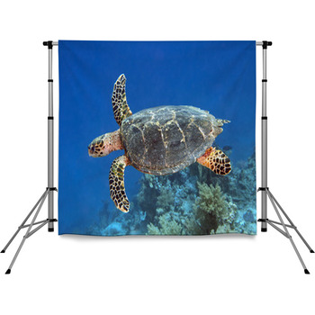 Hawksbill Turtle Pole Pocket Backdrop