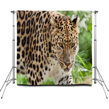 Head Shot Of Amur Leopard Stalking  Custom Size Backdrop