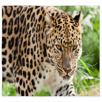 Head Shot Of Amur Leopard Stalking  Custom Size Floor Mat