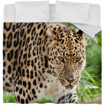 Head Shot Of Amur Leopard Stalking Fleece Bed Blanket