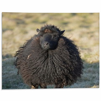 Sheep Area Rugs & Floor Mats