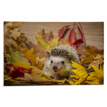 Hedgehog Rugs