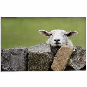 Sheep Area Rugs & Custom Size Floor Mats