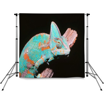 Helmet chameleon Pole Pocket Backdrop