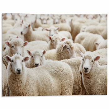 Sheep Area Rugs & Floor Mats