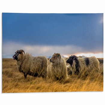 Sheep Area Rugs & Floor Mats