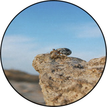 Hermit crab looks into the distance from the Round Rug