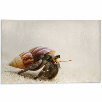 Hermit Crab On A Beach Area Rug