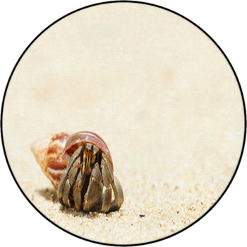 Hermit Crab On A Beach Round Rug