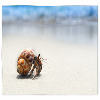 Hermit Crab Walking On The Beach Custom Size Floor Mat