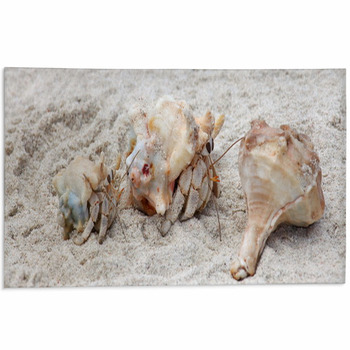 Hermit Crabs On A Beach Of Socotra Island Area Rug