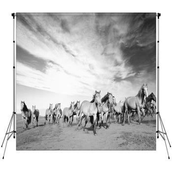 Horse Backdrops