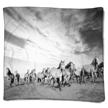 Horse Blankets