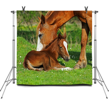 Horse Fleece Backdrop