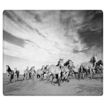 Horse Rugs