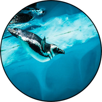 Humboldt Penguin (Spheniscus Humboldti) Round Rug