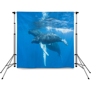 Humpback Mother And Calf Pole Pocket Backdrop