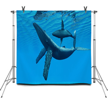 Humpback Whale Bonding Fleece Backdrop