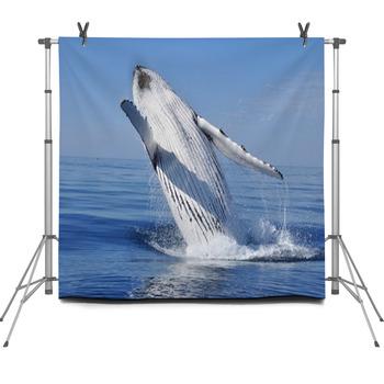 HUMPBACK WHALE BREACH Fleece Backdrop