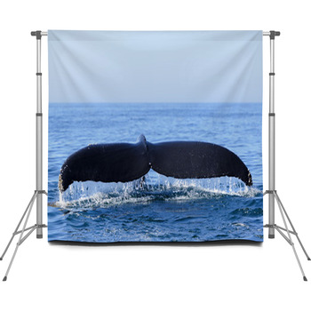 Humpback Whale Custom Size Backdrop