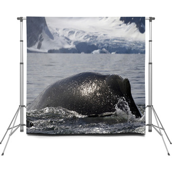 Humpback Whale Diving Back Into Custom Size Backdrop