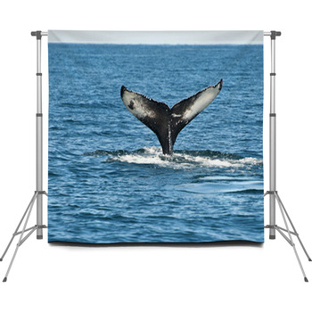 Humpback Whale Fin Custom Size Backdrop