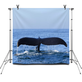 Humpback Whale Fleece Backdrop