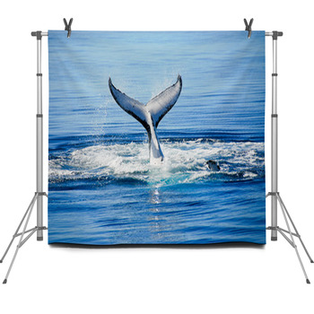 Humpback Whale In Australia Fleece Backdrop