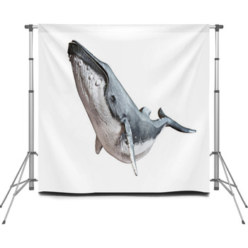 Humpback Whale On An Isolated Custom Size Backdrop