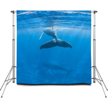 Humpback Whales Custom Size Backdrop