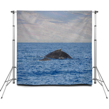Humpback Whales In Lahaina, Maui, Custom Size Backdrop