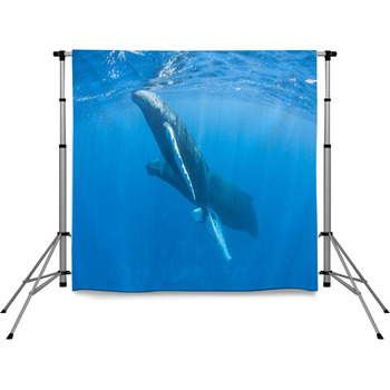 Humpback Whales Pole Pocket Backdrop