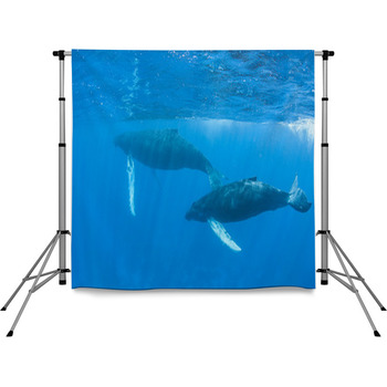 Humpback Whales Pole Pocket Backdrop