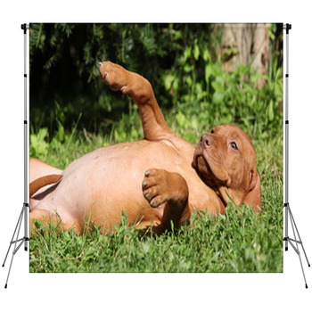 Hungarian Short-haired Pointing Dog Fleece Backdrop